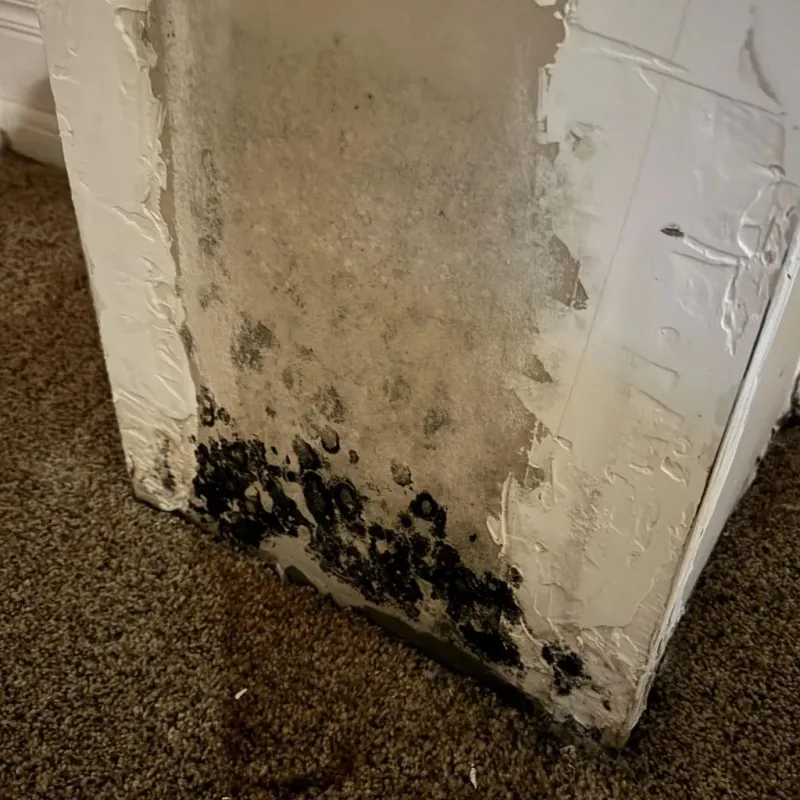 Professional Mold Removal in Bullitt County, KY